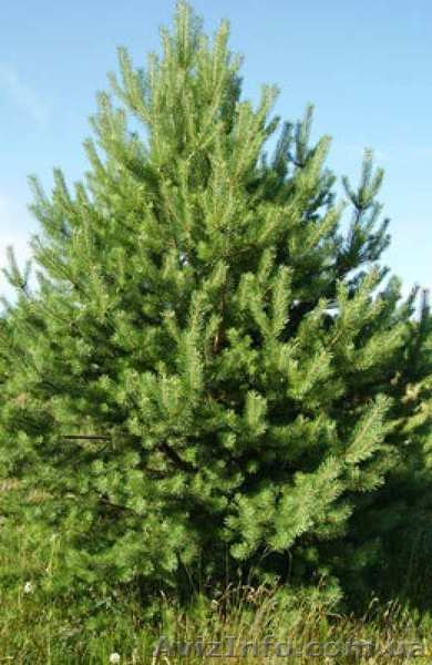 Продажа сосен оптом, новогодние сосны, елки оптом - <ro>Изображение</ro><ru>Изображение</ru> #1, <ru>Объявление</ru> #973821