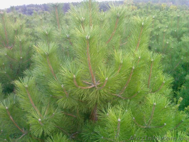 Продам Сосну Крымскую, елки новогодние - <ro>Изображение</ro><ru>Изображение</ru> #1, <ru>Объявление</ru> #969075