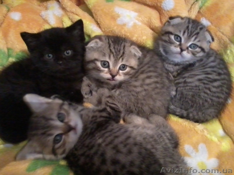 Чистокровные шотландские котят!!! НЕДОРОГО!!! - <ro>Изображение</ro><ru>Изображение</ru> #1, <ru>Объявление</ru> #979644