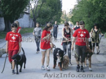 Продажа собак, щенков любых пород и возрастов. - <ro>Изображение</ro><ru>Изображение</ru> #1, <ru>Объявление</ru> #996665