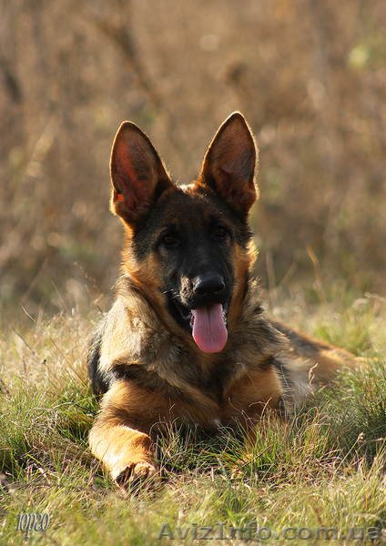 Подрощенные щенки немецкой овчарки из питомника ищут дом - <ro>Изображение</ro><ru>Изображение</ru> #1, <ru>Объявление</ru> #990180