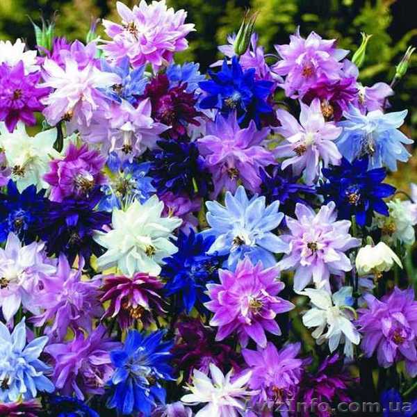 Водосбор махровый 	 - <ro>Изображение</ro><ru>Изображение</ru> #1, <ru>Объявление</ru> #987116