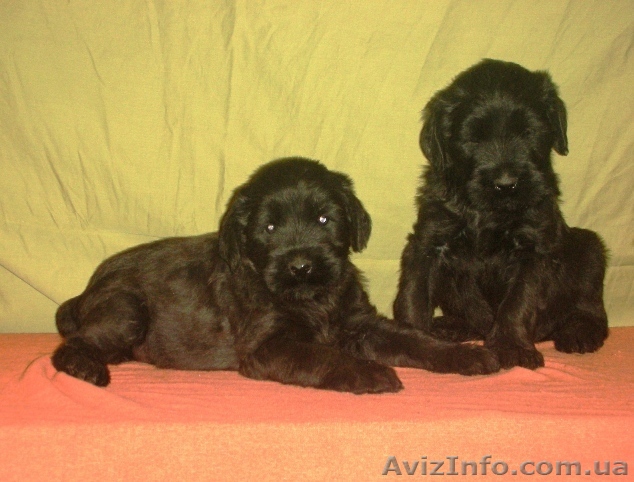  Ризеншнауцера щенки - <ro>Изображение</ro><ru>Изображение</ru> #1, <ru>Объявление</ru> #1012965