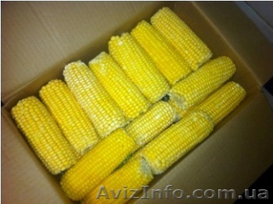 Кукуруза бланшированная сахарная быстрозамороженная в початках - <ro>Изображение</ro><ru>Изображение</ru> #1, <ru>Объявление</ru> #1025518