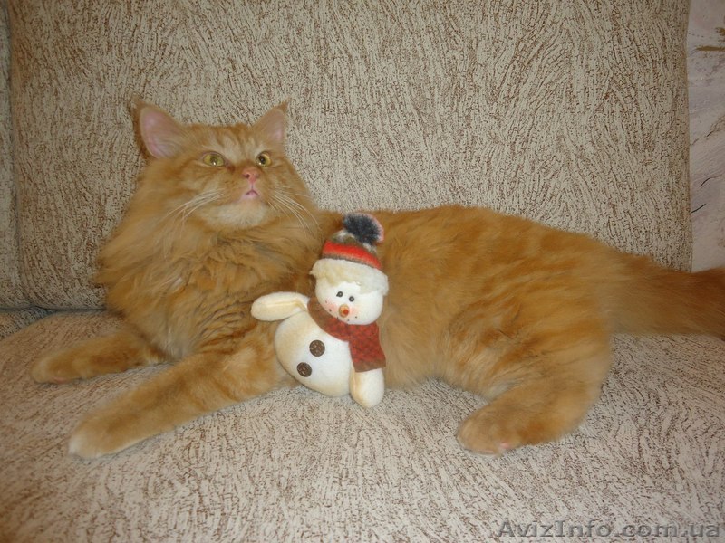 Милая рыжая кошечка ищет любящих хозяев - <ro>Изображение</ro><ru>Изображение</ru> #1, <ru>Объявление</ru> #1019389
