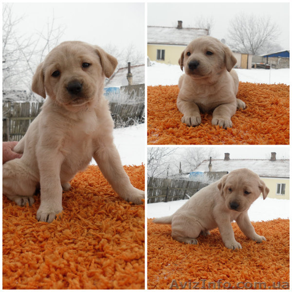 Щенки лабрадора в Донецке. - <ro>Изображение</ro><ru>Изображение</ru> #1, <ru>Объявление</ru> #1034420