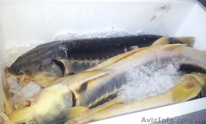 Продам Осетр Русский - <ro>Изображение</ro><ru>Изображение</ru> #1, <ru>Объявление</ru> #1046832