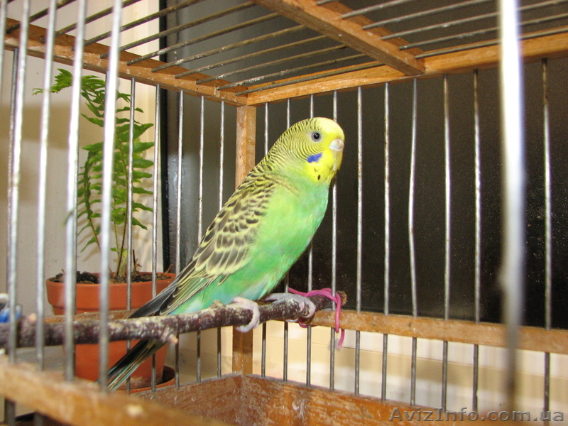 Продам волнистого попугая. - <ro>Изображение</ro><ru>Изображение</ru> #1, <ru>Объявление</ru> #1056568