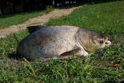 Продам живую рыбу (толстолобик 4-5 кг.) т.0665060710 - <ro>Изображение</ro><ru>Изображение</ru> #1, <ru>Объявление</ru> #1065881