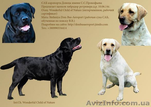 Щенки лабрадор ретривера - <ro>Изображение</ro><ru>Изображение</ru> #1, <ru>Объявление</ru> #1118595
