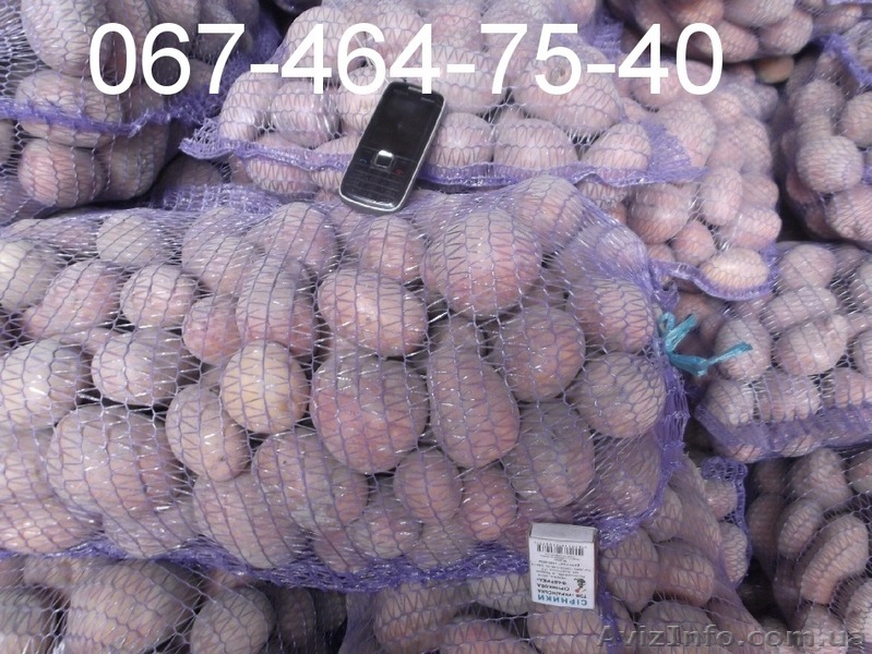 ФХ продает картофель оптом от 20 тонн. В наличии 200 тонн. Спеши. - <ro>Изображение</ro><ru>Изображение</ru> #1, <ru>Объявление</ru> #1138310