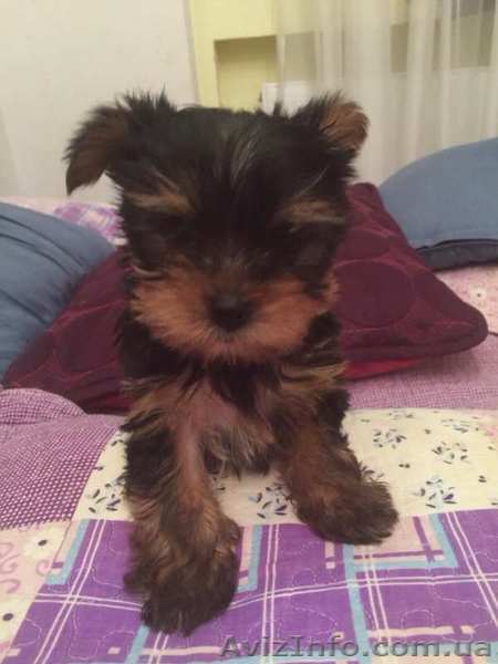 Щенок Йоркширкского терьера - <ro>Изображение</ro><ru>Изображение</ru> #1, <ru>Объявление</ru> #1309419