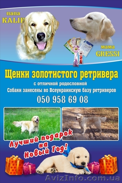 Щенки Золотистого ретривера Краматорск - <ro>Изображение</ro><ru>Изображение</ru> #1, <ru>Объявление</ru> #1351006