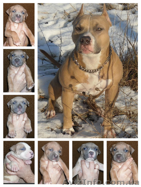 Щенки амстаффа. - <ro>Изображение</ro><ru>Изображение</ru> #1, <ru>Объявление</ru> #1364800
