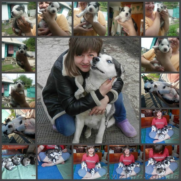Щенки Сибирской Хаски - <ro>Изображение</ro><ru>Изображение</ru> #1, <ru>Объявление</ru> #1450822