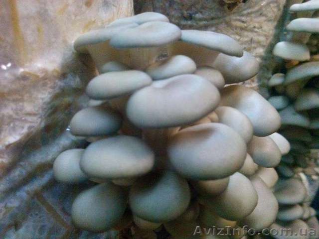 Грибы вешенки. Готовые грибные блоки. - <ro>Изображение</ro><ru>Изображение</ru> #1, <ru>Объявление</ru> #1583014