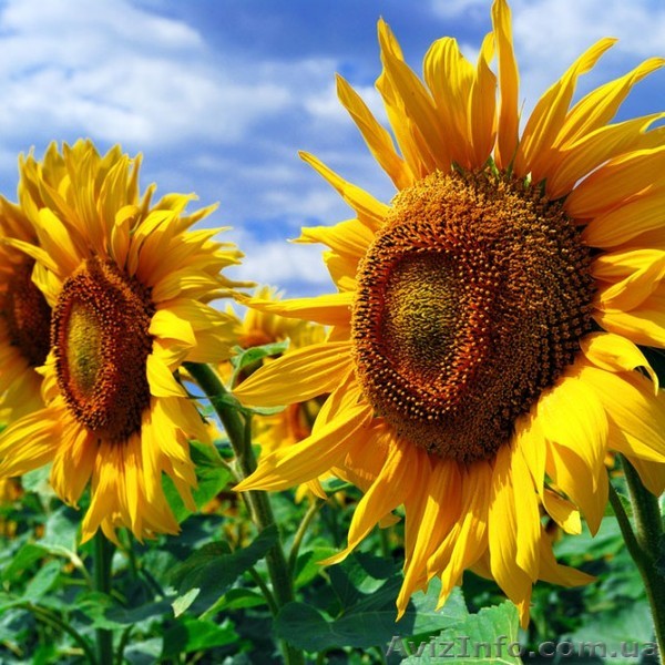 Бенето гібрид соняшнику  - <ro>Изображение</ro><ru>Изображение</ru> #1, <ru>Объявление</ru> #1581591