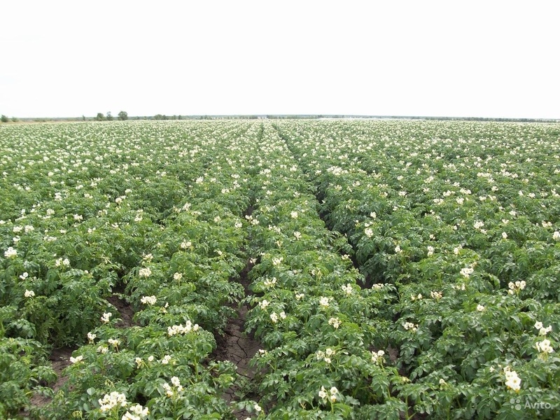 Картофель урожая 2020 - <ro>Изображение</ro><ru>Изображение</ru> #1, <ru>Объявление</ru> #1682378