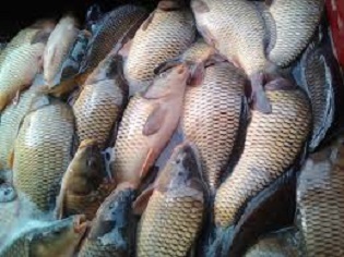 Продам живую рыбу карп, толстолоб Мирное - <ro>Изображение</ro><ru>Изображение</ru> #1, <ru>Объявление</ru> #1693452