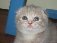 котята шотландские вислоухие/приямоухие - <ro>Изображение</ro><ru>Изображение</ru> #1, <ru>Объявление</ru> #8054