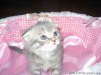 котята шотландские вислоухие/приямоухие - <ro>Изображение</ro><ru>Изображение</ru> #2, <ru>Объявление</ru> #8054