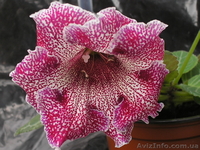 Комнатные цветы коллекционные от ELFAGOR - <ro>Изображение</ro><ru>Изображение</ru> #2, <ru>Объявление</ru> #16027