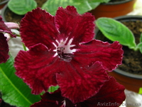 Комнатные цветы коллекционные от ELFAGOR - <ro>Изображение</ro><ru>Изображение</ru> #3, <ru>Объявление</ru> #16027