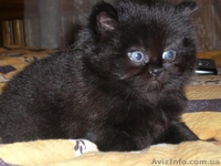 Продам шотландских котят - <ro>Изображение</ro><ru>Изображение</ru> #1, <ru>Объявление</ru> #38522
