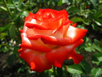 Продажа саженцев - <ro>Изображение</ro><ru>Изображение</ru> #2, <ru>Объявление</ru> #75618