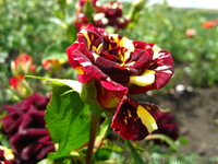 Продажа саженцев - <ro>Изображение</ro><ru>Изображение</ru> #4, <ru>Объявление</ru> #75618