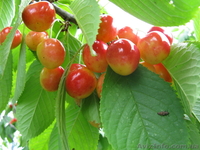 Продажа саженцев - <ro>Изображение</ro><ru>Изображение</ru> #1, <ru>Объявление</ru> #75618