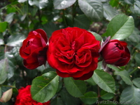 Продажа саженцев - <ro>Изображение</ro><ru>Изображение</ru> #5, <ru>Объявление</ru> #75618