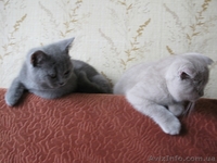 Продам шотланских котят - <ro>Изображение</ro><ru>Изображение</ru> #4, <ru>Объявление</ru> #76700