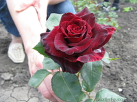 Продажа саженцев - <ro>Изображение</ro><ru>Изображение</ru> #3, <ru>Объявление</ru> #75618