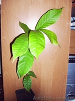 Много разных. Плодовые и красивоцветущий - <ro>Изображение</ro><ru>Изображение</ru> #5, <ru>Объявление</ru> #88390