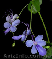 Много разных. Плодовые и красивоцветущий - <ro>Изображение</ro><ru>Изображение</ru> #1, <ru>Объявление</ru> #88390