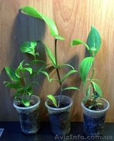 Много разных. плодовые и не только  - <ro>Изображение</ro><ru>Изображение</ru> #2, <ru>Объявление</ru> #93087