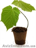 Продам Торфяные горшочки / торфяные стаканчики оптом, размер 80х80мм - <ro>Изображение</ro><ru>Изображение</ru> #2, <ru>Объявление</ru> #111770