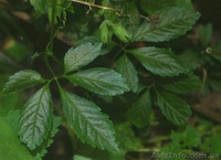 Gynostemma pentaphylla Чай Длинная жизнь или Южно Женьшень - <ro>Изображение</ro><ru>Изображение</ru> #2, <ru>Объявление</ru> #109102