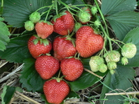 сажанцы Продам сажанцы  - <ro>Изображение</ro><ru>Изображение</ru> #2, <ru>Объявление</ru> #107936