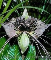 Плодовые и красивоцветущие + семена - <ro>Изображение</ro><ru>Изображение</ru> #4, <ru>Объявление</ru> #109100