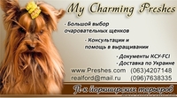 йорк девочка стандарт - <ro>Изображение</ro><ru>Изображение</ru> #1, <ru>Объявление</ru> #142846