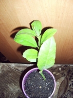 Много разных - плодовые и красивоцветущие - <ro>Изображение</ro><ru>Изображение</ru> #3, <ru>Объявление</ru> #155895