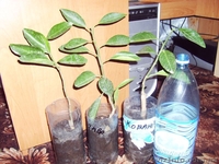 Много разных - плодовые и красивоцветущие - <ro>Изображение</ro><ru>Изображение</ru> #1, <ru>Объявление</ru> #155895