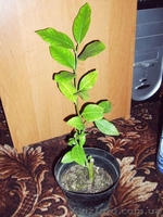 Много разных - плодовые и красивоцветущие - <ro>Изображение</ro><ru>Изображение</ru> #2, <ru>Объявление</ru> #155895