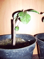 Много разных - плодовые и красивоцветущие - <ro>Изображение</ro><ru>Изображение</ru> #9, <ru>Объявление</ru> #155895