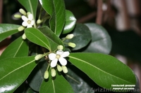 Много разных - плодовые и красивоцветущие - <ro>Изображение</ro><ru>Изображение</ru> #7, <ru>Объявление</ru> #155895