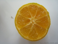 Много разных - плодовые и красивоцветущие - <ro>Изображение</ro><ru>Изображение</ru> #5, <ru>Объявление</ru> #155895