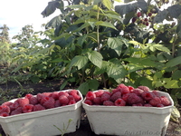  Ф.Х МАЛИНА-К.М - <ro>Изображение</ro><ru>Изображение</ru> #2, <ru>Объявление</ru> #183400