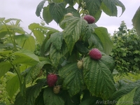  Ф.Х МАЛИНА-К.М - <ro>Изображение</ro><ru>Изображение</ru> #4, <ru>Объявление</ru> #183400